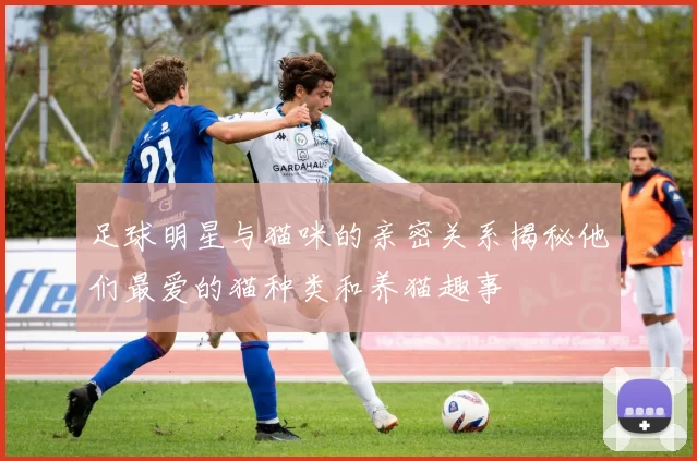 足球明星与猫咪的亲密关系揭秘他们最爱的猫种类和养猫趣事